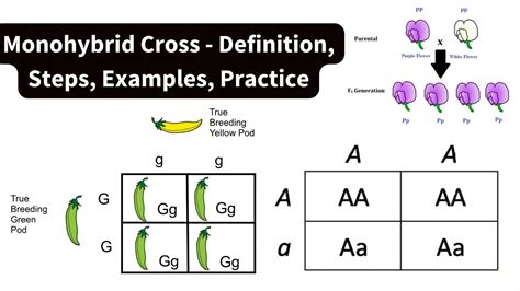 Monohybrid Cross: Definition, Steps, Diagram, .